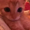 dryhumped