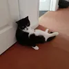 cat_tok05