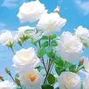 wwwahamed