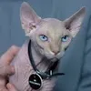 mrbigglesworth69420