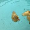 duckchi1d