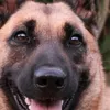 lemalinois5