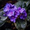 africanviolet1913