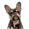 tank_the_frenchie