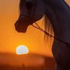fakhralasalah_stable