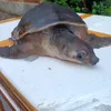 erikbonggamparkii