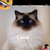 sashok_cho