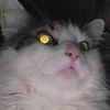 zeusj7