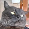 eclipseogato