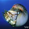 nautilus732