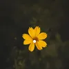 ana_victor1a