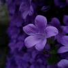 purpleflower.mc
