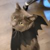 alikatlady