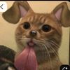 user11270645_
