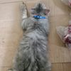 ss_frozenfoodmampang
