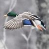 Mississippi River Ducks
