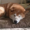 shiba0114_