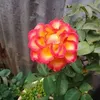 ngoclinhpham33