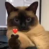thichchoinguoila