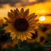 manusya_296