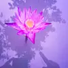 user388075108