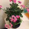 grannygardening