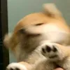 kokakoalala