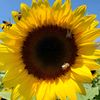 sunflowerjdf0712