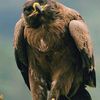 aguila_159