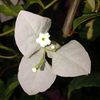 afnan_atma_purnama_56