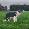 lottie_the_collie