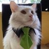 averyfancycat