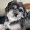 grayzelalrh