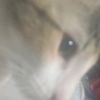 milis_roblox.3