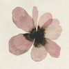 bluwillow01
