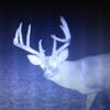 whitetail01