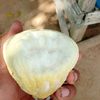 nondindang