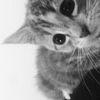 Bellie