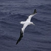 albatrosvamp