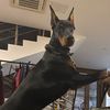 https://t.me/dobermansphix