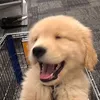 minh.chau659098