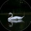 mrmoon0123