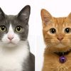 kiwi_dan_oyen