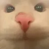 xdjuckt