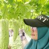 oryza.sativa6