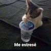 anyela.lctg