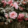 _flower_081