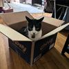 skiddynbinxy