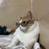 abbas_sabbah1