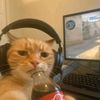 damsky77